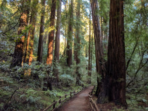 Muir Woods